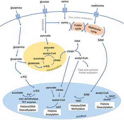 Chromatin Architecture as an Essential Determinant of Dendritic Cell Function